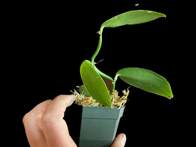 Vanilla planifolia Orchid