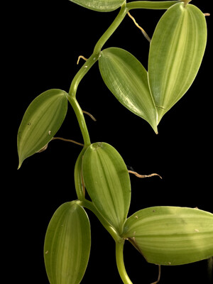 Vanilla planifolia Variegata Orchid