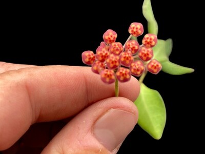 Hoya DS-70 Fuzzy Leaves! (Unrooted Cutting)