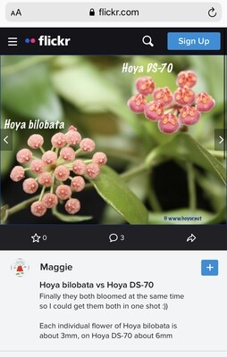 Hoya DS-70 Fuzzy Leaves! (Unrooted Cutting)