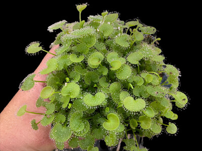 Drosera prolifera Sundew