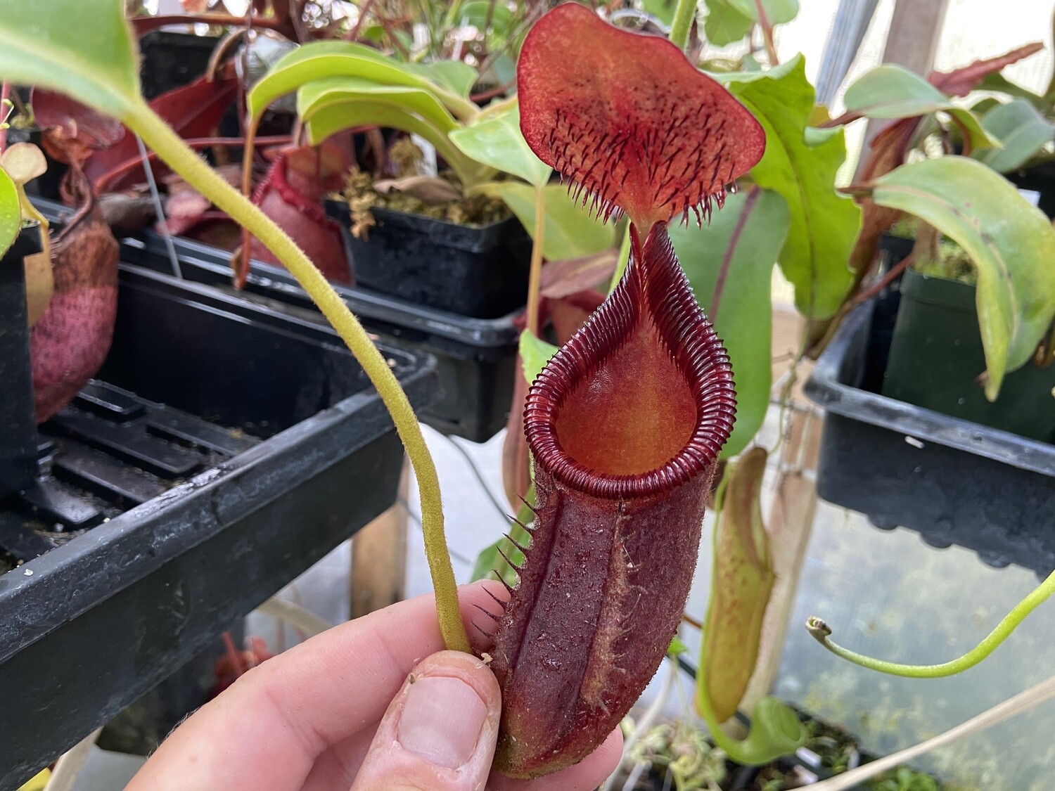 Nepenthes ephippiata  (X-Small) 