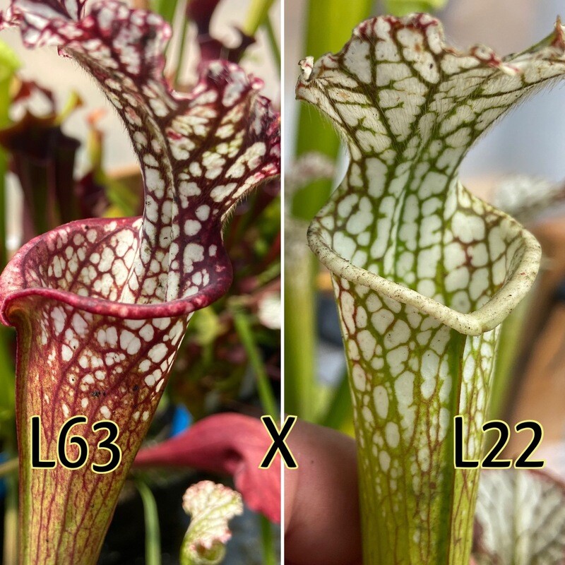 Sarracenia leucophylla L22MK x L63MK - Big Plants!
