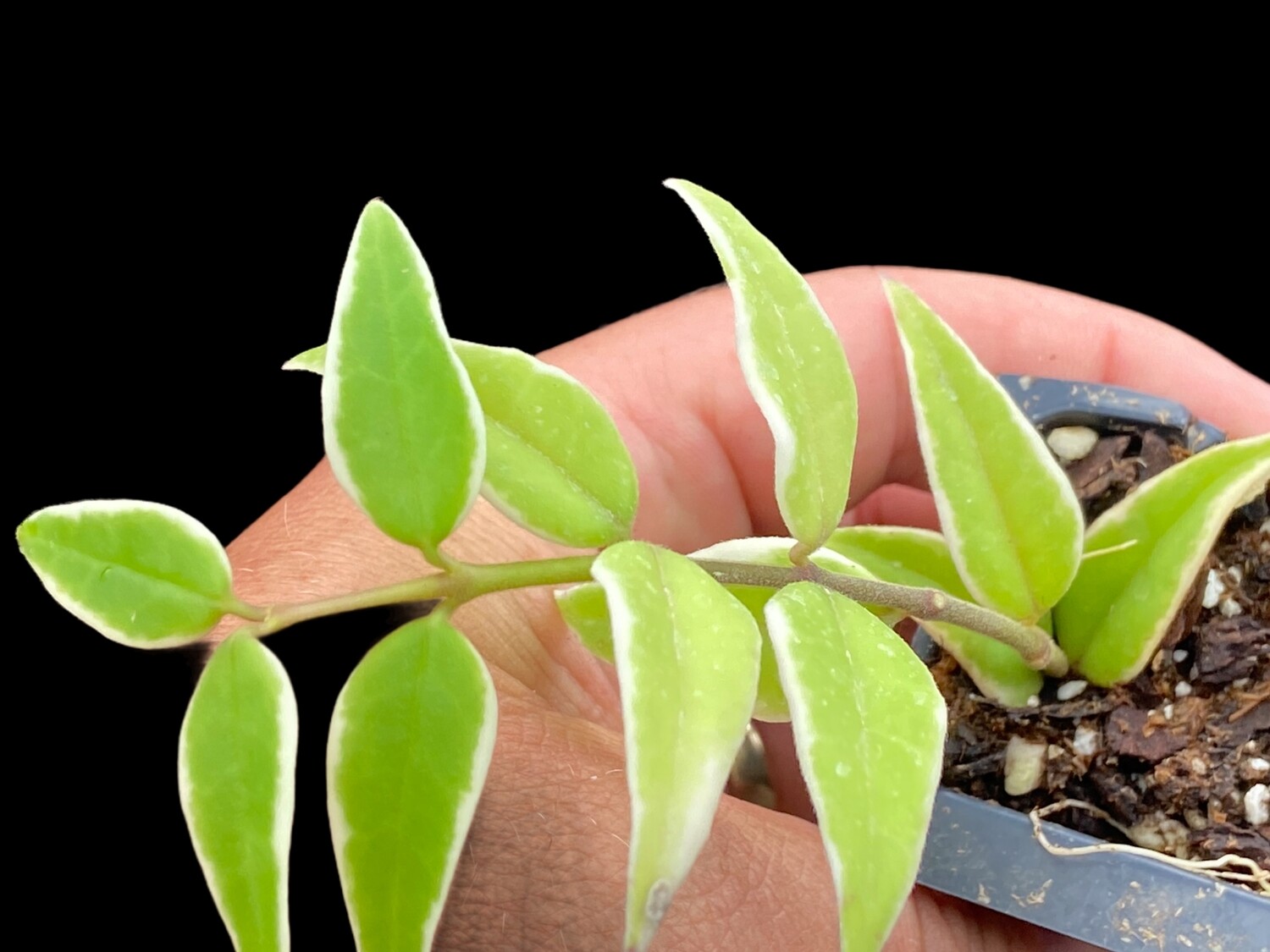 Hoya bella albomarginata