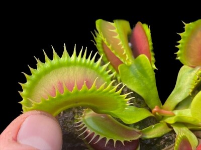 Dionaea muscipula ‘Tiger Fangs’ Venus Flytrap (small)