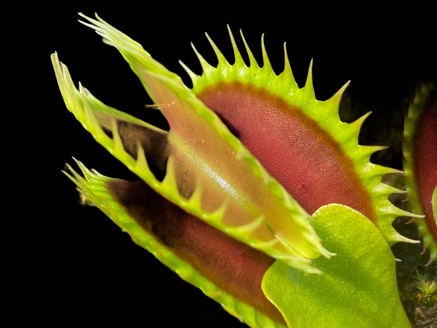 Dionaea muscipula ‘Tiger Fangs’ Venus Flytrap (small)