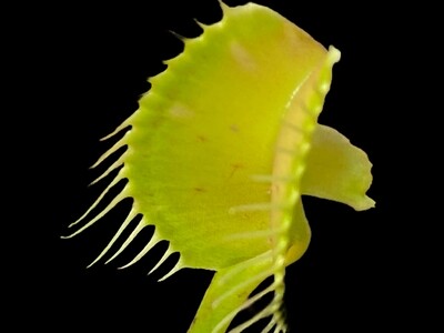Dionaea muscipula ‘Mirror’ Venus Flytrap (small)