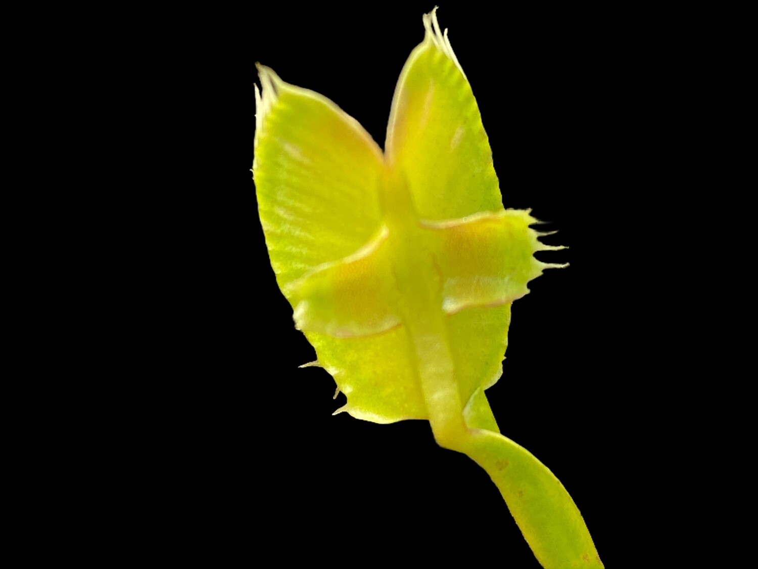 Dionaea muscipula ‘Mirror’ Venus Flytrap (small)