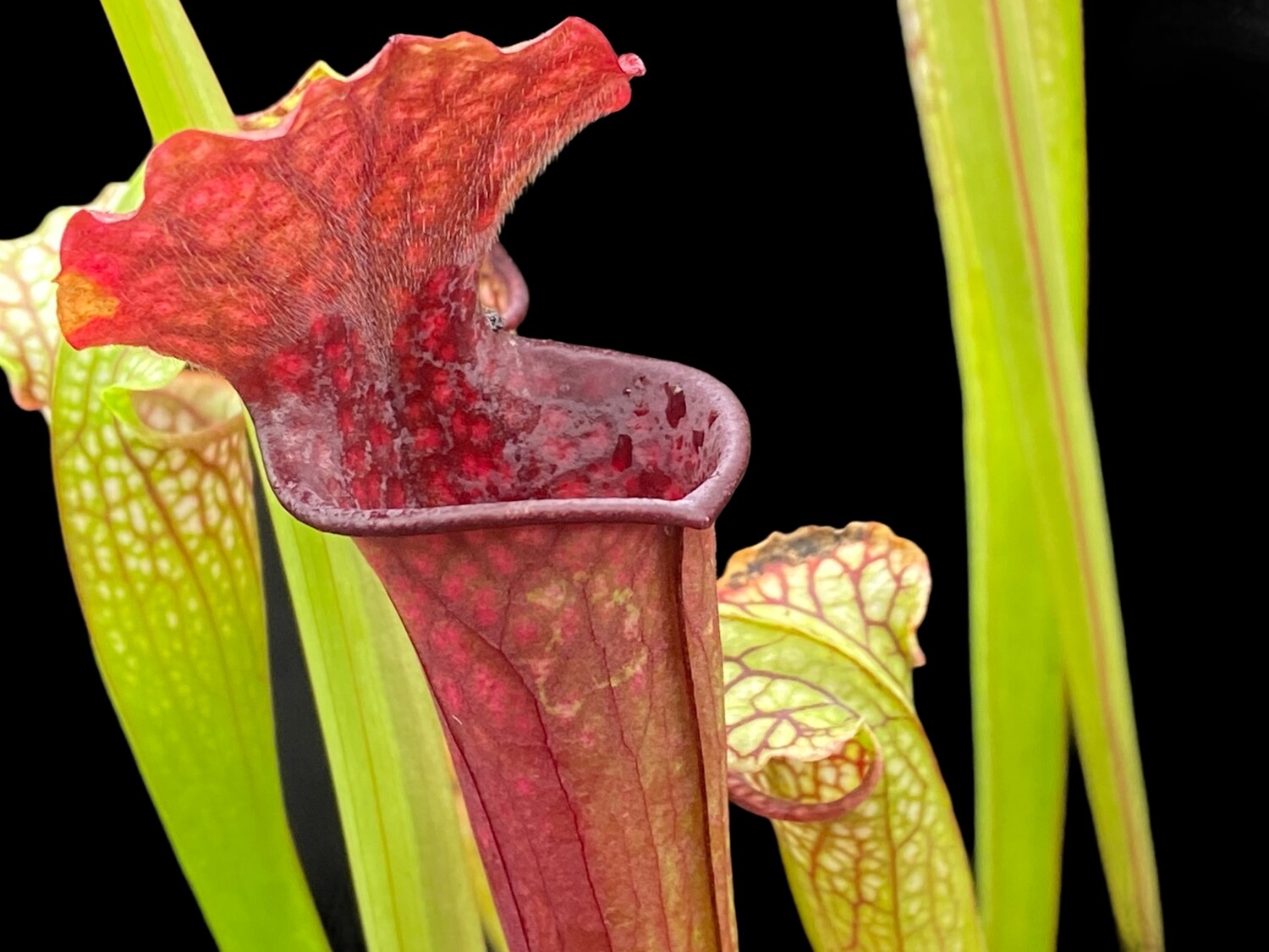 Sarracenia Saurus X leucophylla Hurricane Creek White 