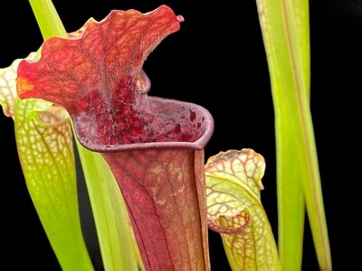 Sarracenia Saurus X leucophylla Hurricane Creek White 