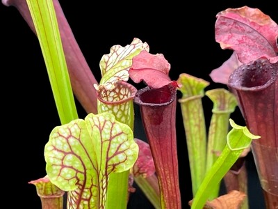 Sarracenia Saurus X leucophylla Hurricane Creek White 