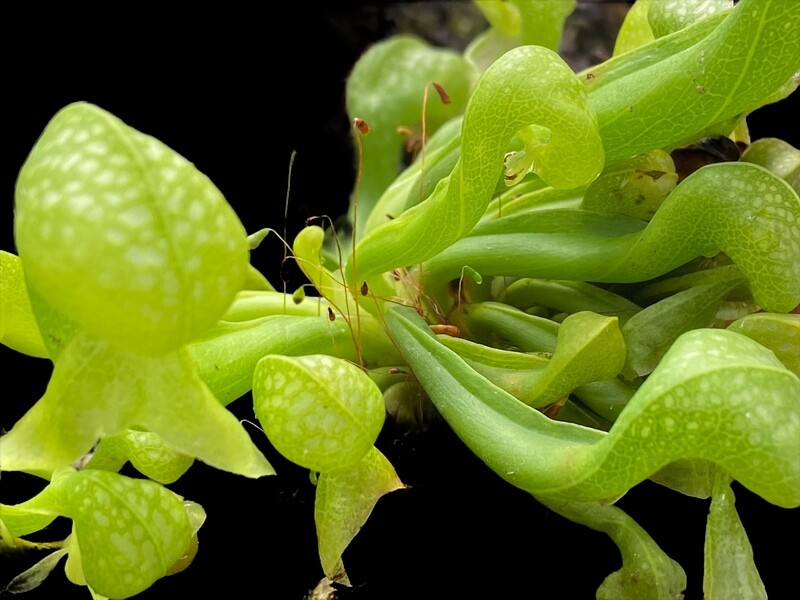 Darlingtonia californica  Cv Othello  “Cobra Lily”-  Small Adult Pitchers