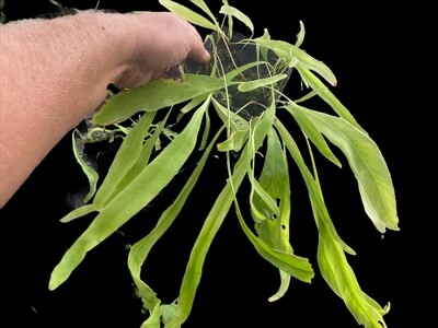 Utricularia longifolia