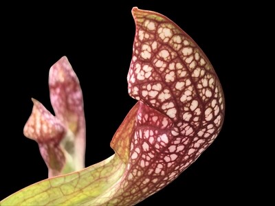 Sarracenia Scarlet Belle