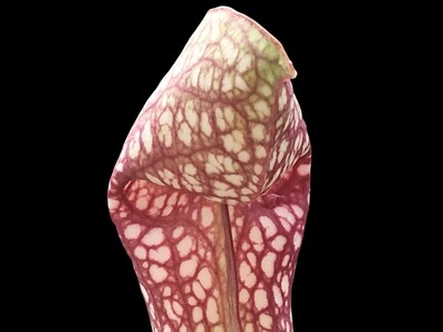 Sarracenia Scarlet Belle