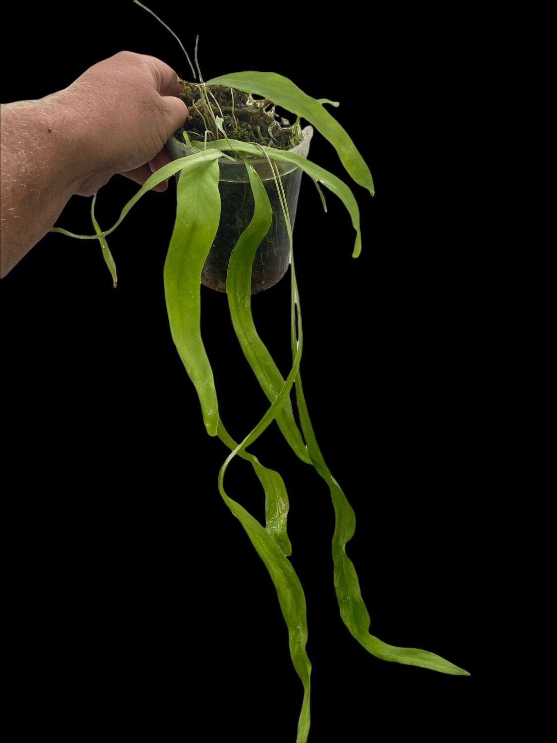Utricularia longifolia