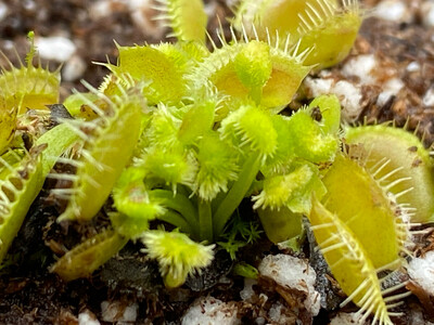Dionaea muscipula ‘ Cheerleader ’ Venus Flytrap (small)