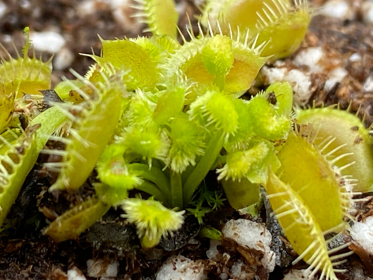 Dionaea muscipula ‘ Cheerleader ’ Venus Flytrap (small)