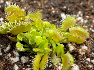 Dionaea muscipula ‘ Cheerleader ’ Venus Flytrap (small)