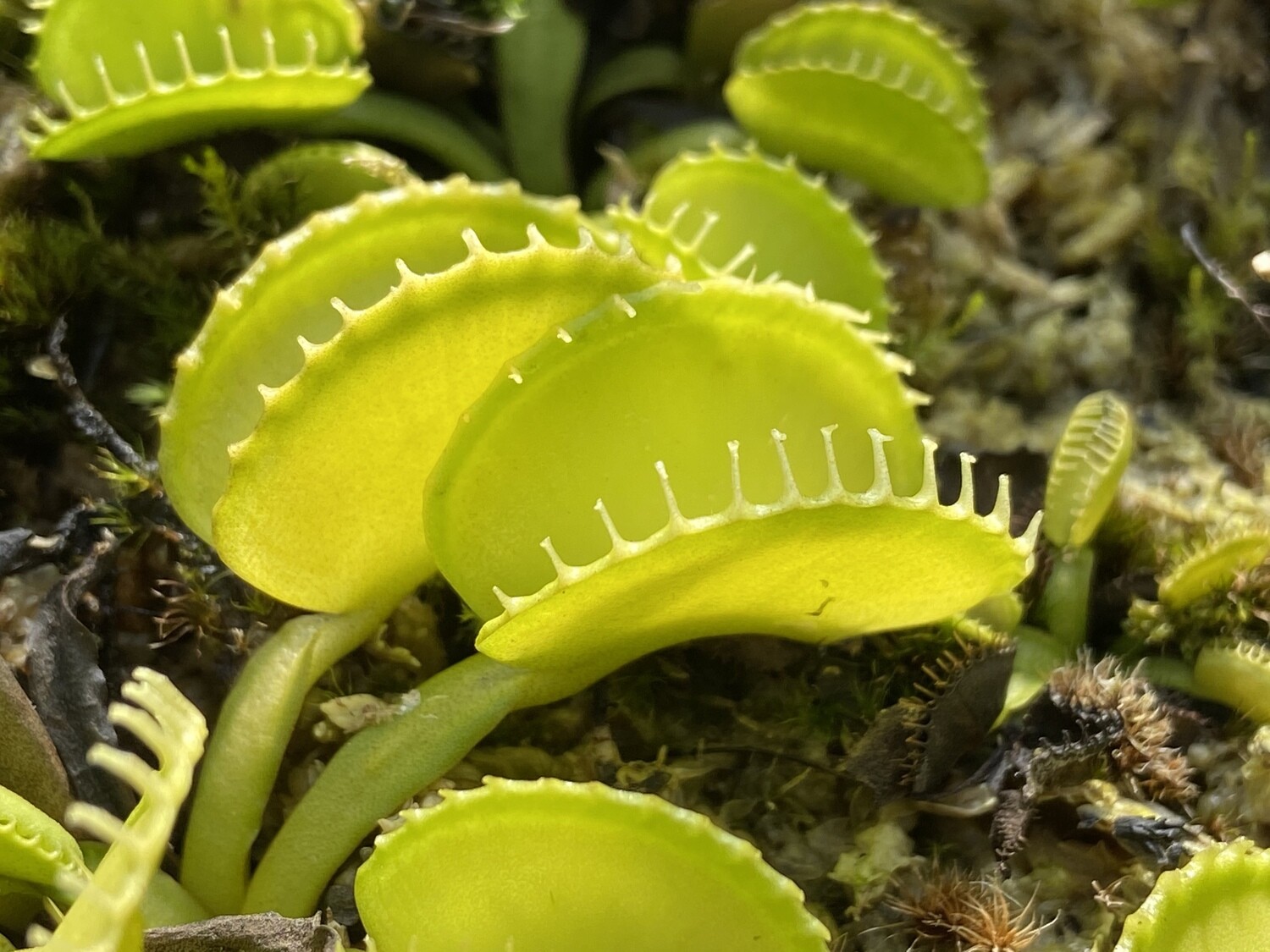 Dionaea muscipula ‘Coquillage’ Venus Flytrap (small)
