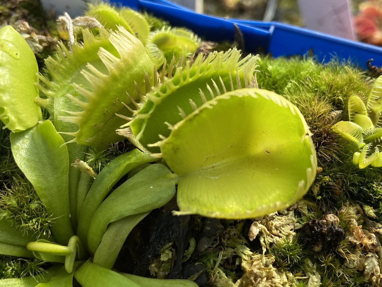 Dionaea muscipula ‘Triton’ Venus Flytrap (small)