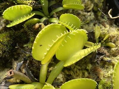 Dionaea muscipula ‘Coquillage’ Venus Flytrap (small)