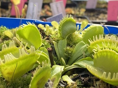 Dionaea muscipula ‘Triton’ Venus Flytrap (small)