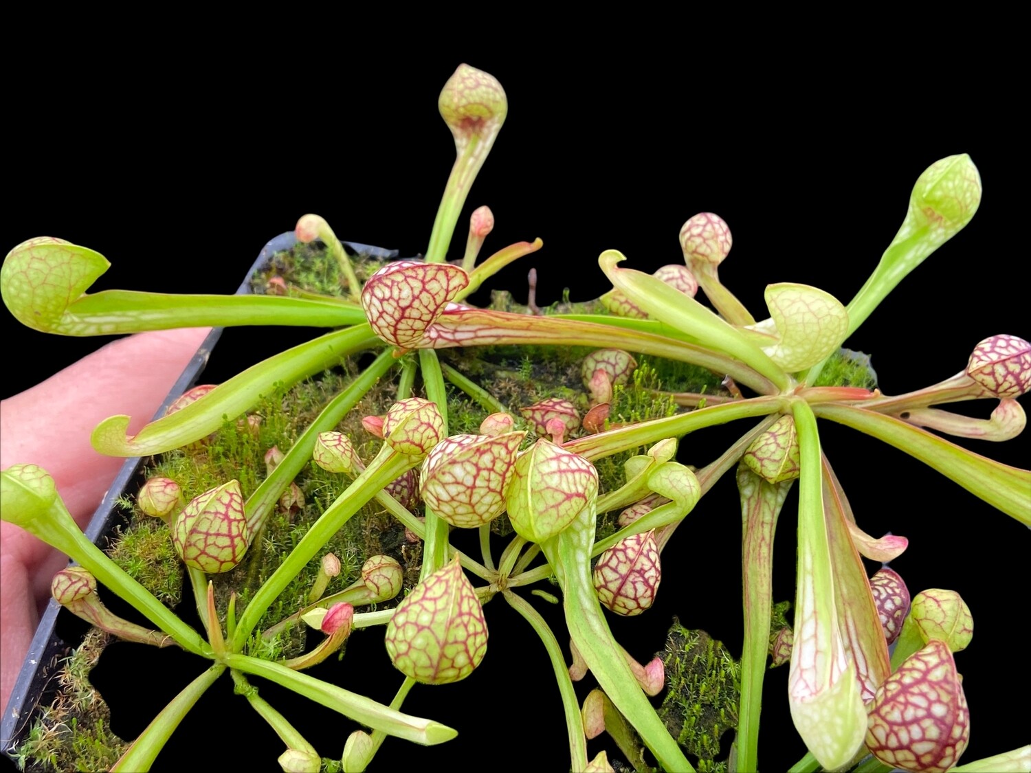 Sarracenia psittacina Great For Indoor Terrariums!