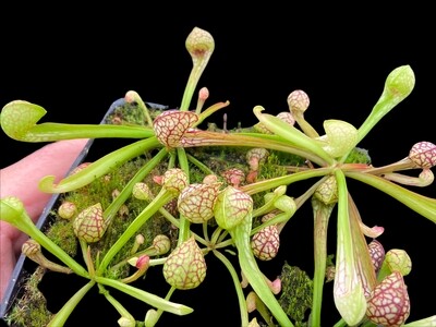 Sarracenia psittacina Great For Indoor Terrariums!
