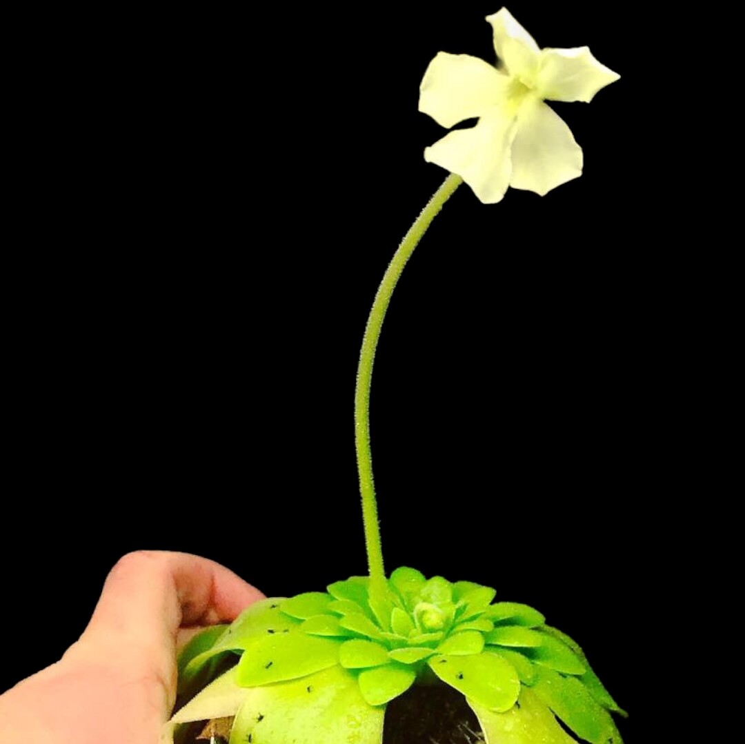 Pinguicula cv. Golden Eye (Small)