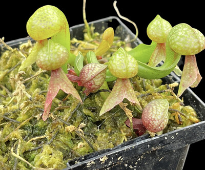Darlingtonia californica  “Cobra Lily”- medium sized adult plant.
