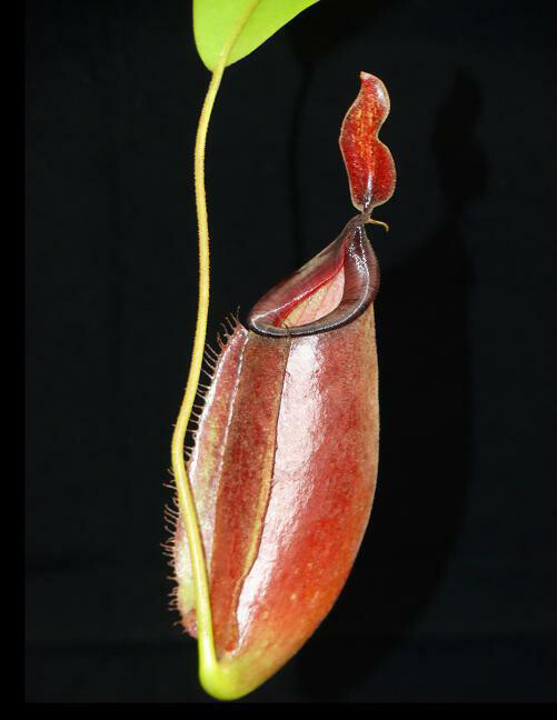 Nepenthes ampullaria x fusca BE-3941- The Best Clone!