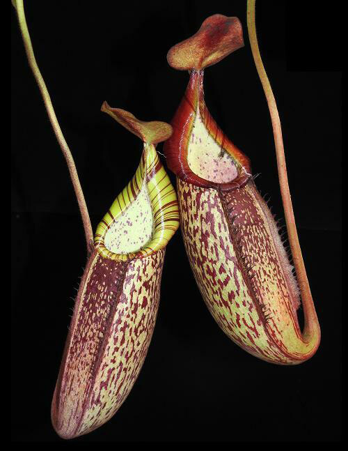Nepenthes spectabilis x veitchii BE-3636 (Large)