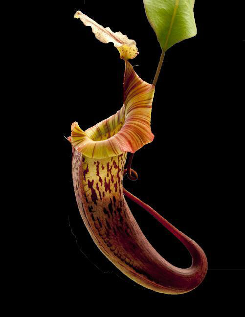 Nepenthes veitchii x platychila