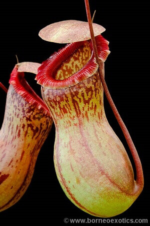 Nepenthes ventricosa - "Madja-As" BE-3278 (Medium )
