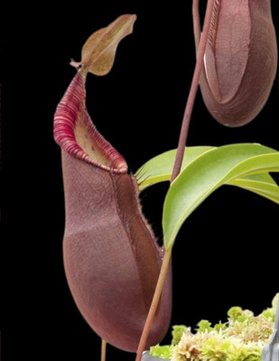 Nepenthes diatas BE (X-Sm)