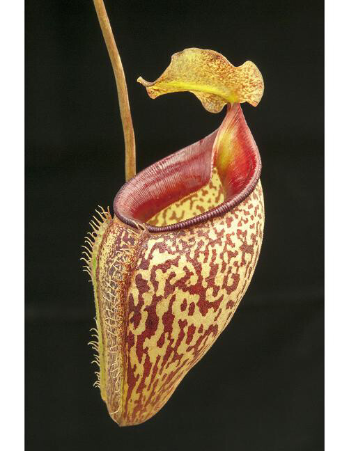 Nepenthes talangensis BE-3835 -Big Plants!