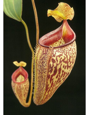 Nepenthes talangensis BE-3835 -Big Plants!
