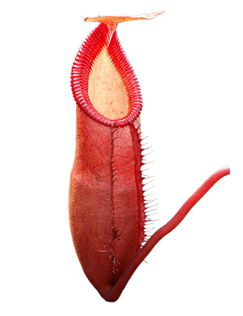 Nepenthes diatas BE (X-Sm)