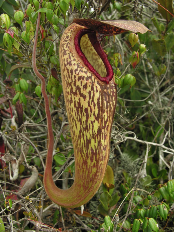 Nepenthes klossii BE-4014 WYSIWYG