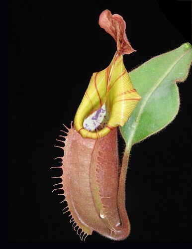 Nepenthes veitchii BE-4068 - Seed grown (Large)
