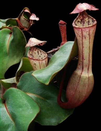 Nepenthes clipeata BE-4058 