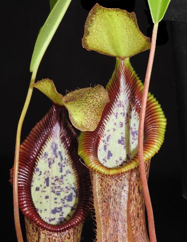 Nepenthes singalana x hamata BE-3955