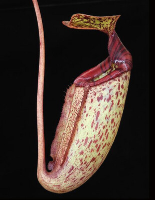Nepenthes Alisaputrana (rajah x burbidgeae) BE-3931 Specimen Sized 