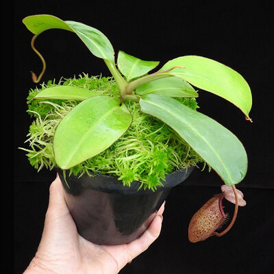 Nepenthes Alisaputrana (rajah x burbidgeae) BE-3931 Specimen Sized 