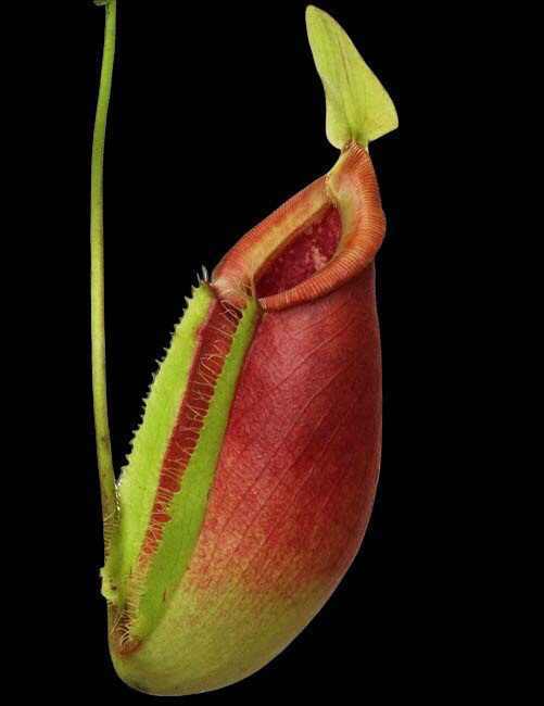 Nepenthes singalana x ampullaria BE-3744