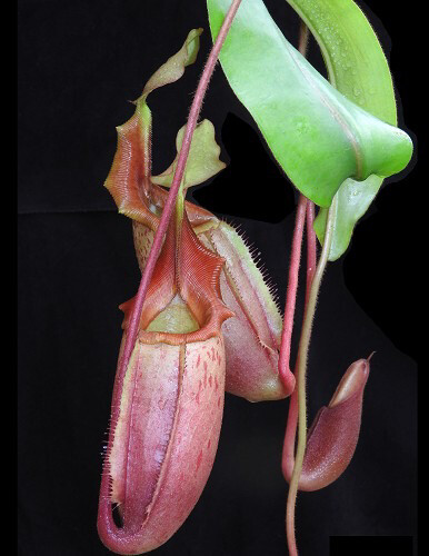 Nepenthes veitchii x mira BE-3696 (Small)