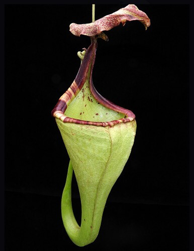 Nepenthes eymae BE-3736