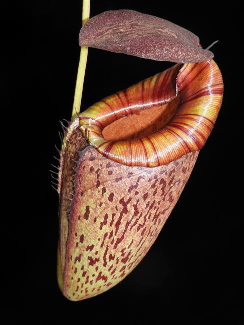 Nepenthes spectabilis x tenuis BE-3884