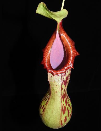 Nepenthes burkei 